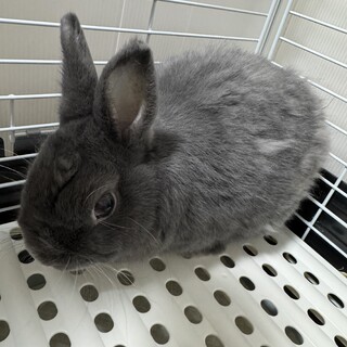 ネザーランドドワーフ男の子！！