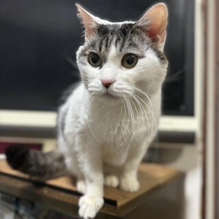 オッドアイの白キジの女の子♪