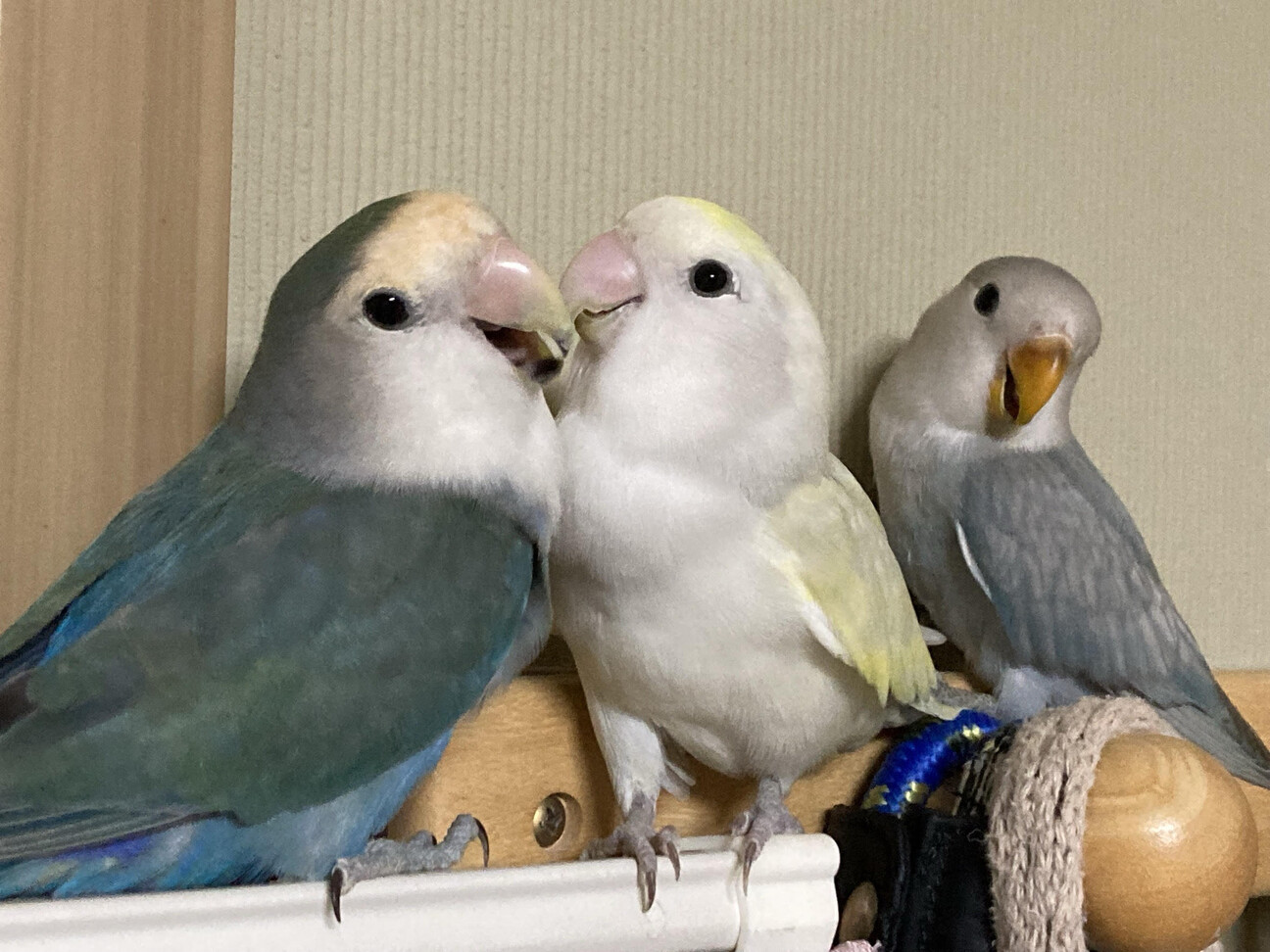 コザクラインコ」大阪府 - 鳥の里親募集(527086) 6枚目の画像