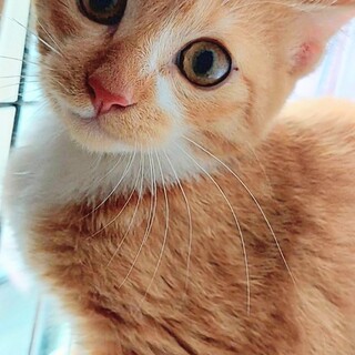 山にいた野良猫が産んだ子猫の募集です(代理投稿)