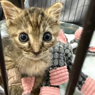 野良猫育児放棄!!一人ぼっちだったキジトラ︎︎ 雌