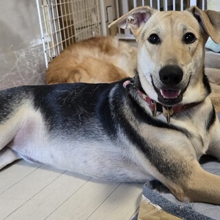 “トコトコ” 女の子