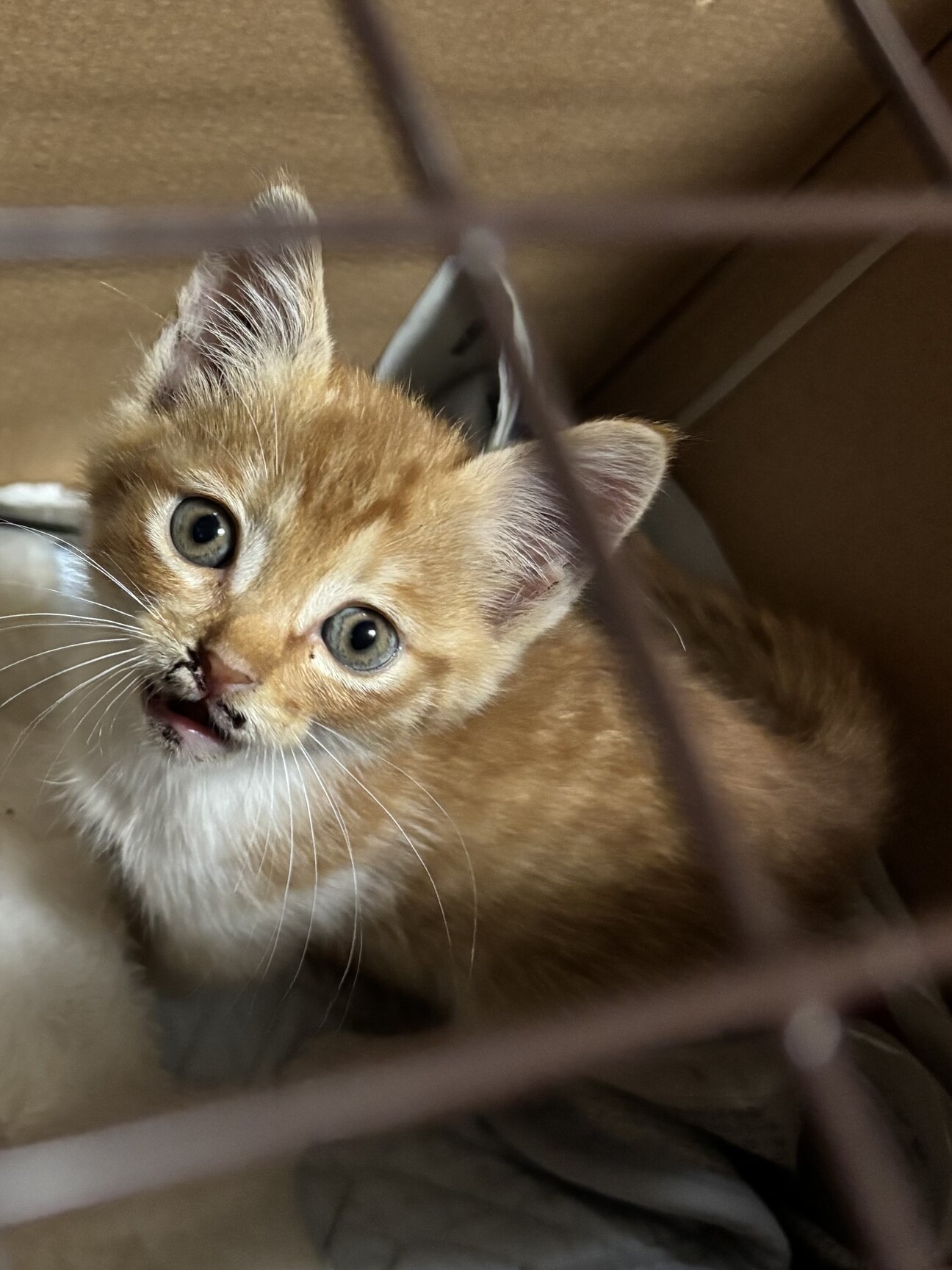 ふんばり親子猫 茶トラ ふんばり親子猫 茶トラ ふんばり親子猫 茶トラ 大人気茶トラ