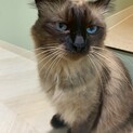 現在お話中です。イケメンロシェくん！沖縄保護子