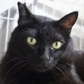 ずんぐりむっくりが可愛い☆黒猫のクック君！