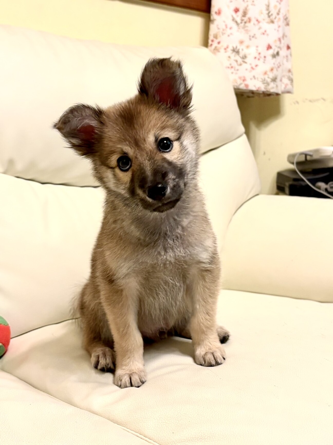 さいたま犬 推定2025.7生♂たぬ」埼玉県 - 犬の里親募集(527172) :: ペットの