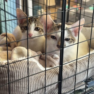 甘えん坊茶トラ（仮）トラちゃん」東京都 - 猫の里親募集(402443