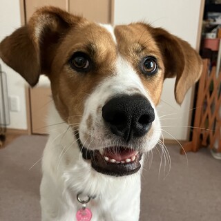 大きなお耳がキュートなThe野犬『たまみ』ちゃん