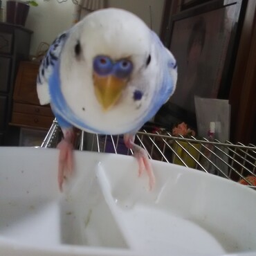 食いしん坊の～ゆきちゃん!!ご飯の催促