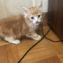 ミヌエット子猫