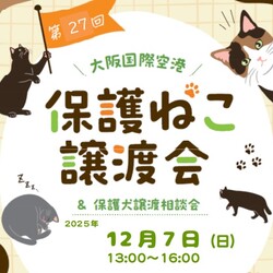 大阪国際空港✈保護ねこ譲渡会