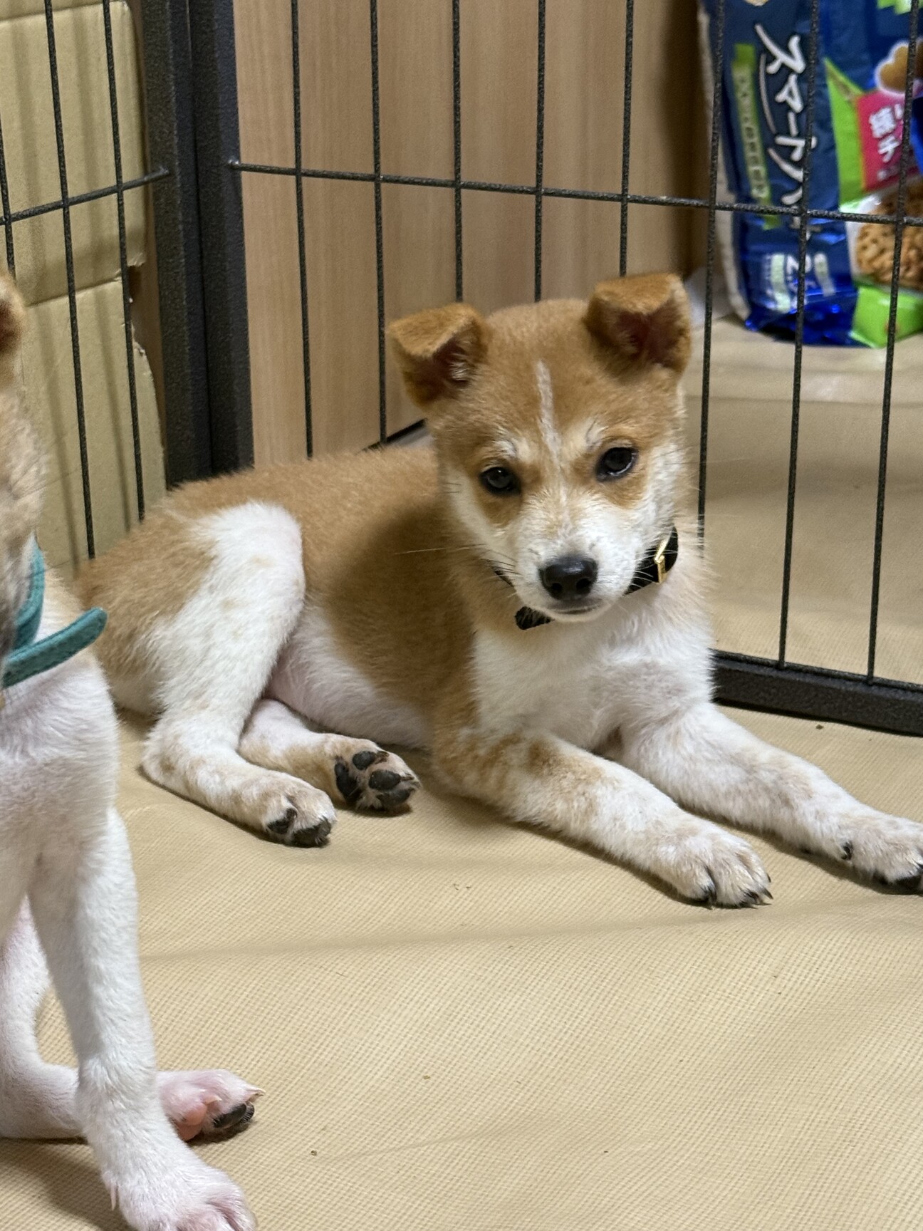 推定2ヶ月男の子」香川県 - 犬の里親募集(527179) :: ペットのおうち