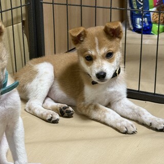 抱っこ♥抱っこ♥虎トラベビーちゃん(≧∇≦)b♥里親様募集　虎 虎という本の表紙に描かれている虎を抱きしめる女の子