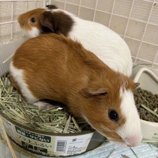 7.28生まれモルモット2匹兄弟