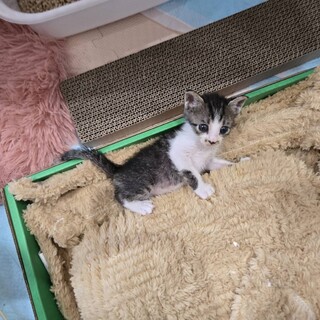 デレデレあまあま乳飲子、布袋くん