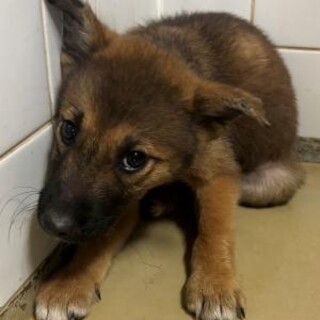 まだ幼い子犬　収容期限10月14日朝まで