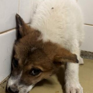 まだ幼い子犬　収容期限10月14日朝まで