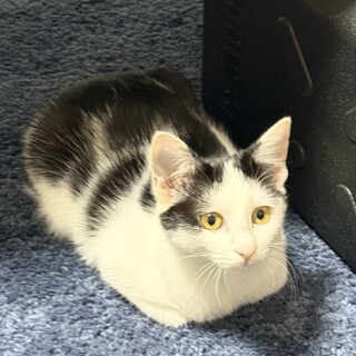 生後4ヶ月　白黒ブチのおんなのこ