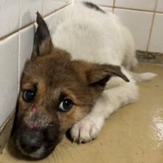 まだ幼い子犬　収容期限10月14日朝まで