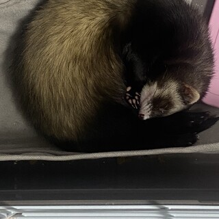 フェレットの里親募集