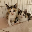 三毛猫2匹の里親募集
