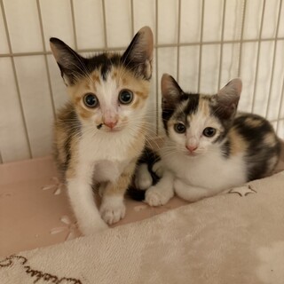 三毛猫2匹の里親募集