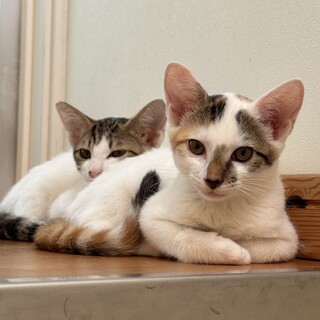 仔猫2匹を保護しています