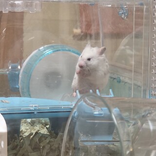 ゴールデンハムスター