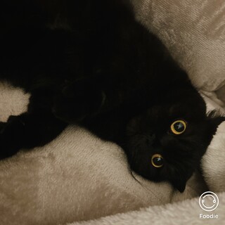 里親さま募集しています。