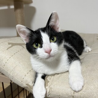 【12/7譲渡会】まんまるおめめのアーニャちゃん