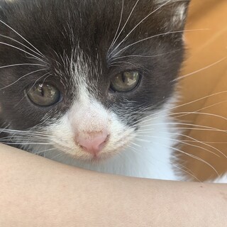 食欲旺盛な元気な子猫です