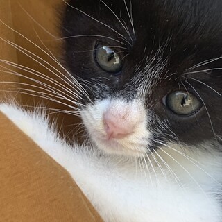 マイペースでよく寝る子猫です