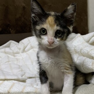 瀕死だった女の子が見違える可愛さに！