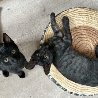 黒＆黒トラ仲良しコンビ　3ヶ月の男の子