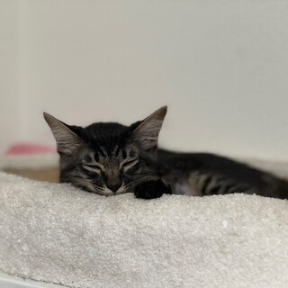 キジ長毛の男の子⭐︎