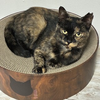 一時募集停止　なでなで大好き２才の女の子