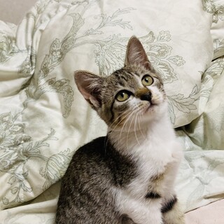 抱っこOK、人も猫とも仲良し大人しい、つゆちゃん