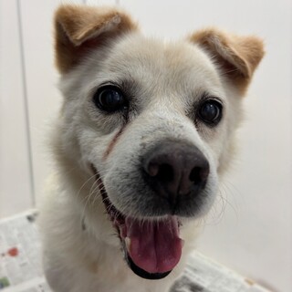 お散歩大好き！【しろまる】くん