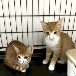 川崎市溝の口駅・チーム犬猫@かわさき