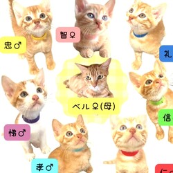 川崎市溝の口駅・チーム犬猫@かわさき