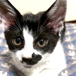 in川崎市動物愛護センター・チーム犬猫@かわさき