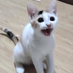 川崎市動物愛護センター・溝の口駅同時開催