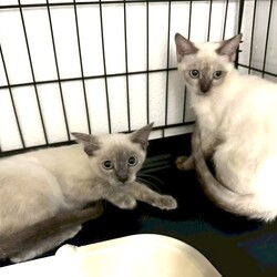 川崎市動物愛護センター・溝の口駅同時開催