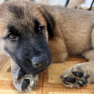 中・大型犬MIX 男の子2頭