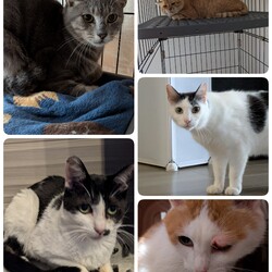 はじめましての保護猫と他4匹のご報告