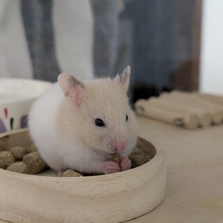 【決まりました！】生後1ヶ月 クリームの子どもたち