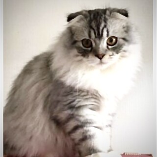 大きな瞳が魅力もふもふふ」静岡県 - 猫の里親募集(519525