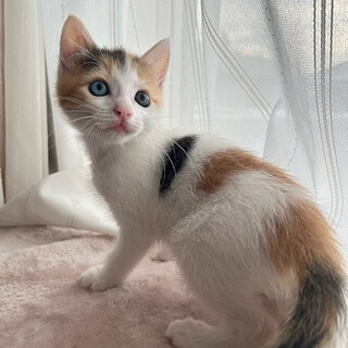 白三毛オッドアイの美しい女の子おだんご