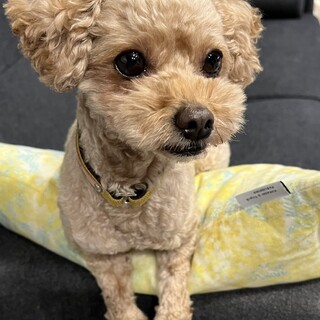 甘えん坊で抱っこ大好き！イケワンプードルのロッキー