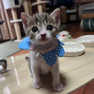 『のすけ君。マイペースなおっとりな男の子』